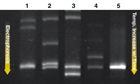 Bio-Rad伯乐 时间温度梯度电泳（TTGE）