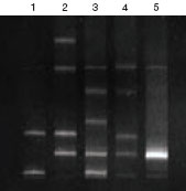 Bio-Rad伯乐 均一变性凝胶电泳（CDGE）