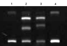 Bio-Rad伯乐 单链构象多态性（SSCP）