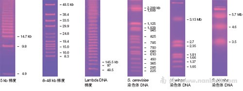 bio-rad伯乐 脉冲场标准品和分子量标尺