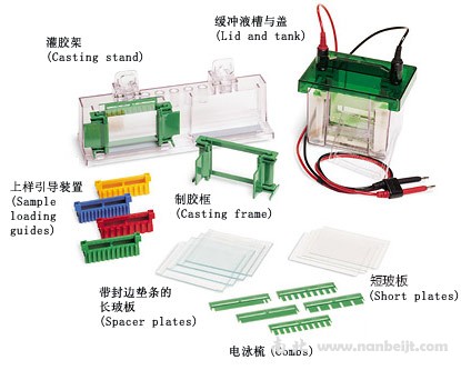 bio-rad伯乐 Mini-PROTEAN 3 电泳系统